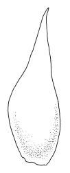 Rhizogonium distichum, perigonial bract. Drawn from L. Visch 679, CHR 267027.
 Image: R.C. Wagstaff © Landcare Research 2016 
